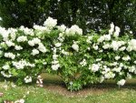 DSCF2599 (2).JPG