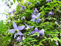 DSCF0998 (2).webp