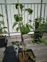 IMG_20180505_111311.webp
