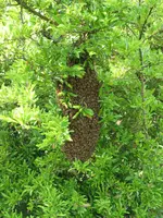 04.052018zünsler u.bienen 012.webp