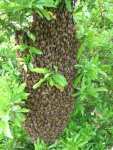 04.052018zünsler u.bienen 013.JPG