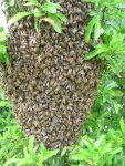 04.052018zünsler u.bienen 015.JPG