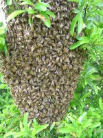 04.052018zünsler u.bienen 015.webp