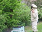 04.052018zünsler u.bienen 021.JPG