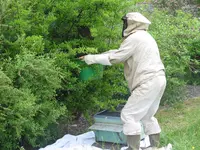 04.052018zünsler u.bienen 022.webp