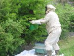 04.052018zünsler u.bienen 022.JPG