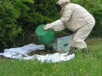 04.052018zünsler u.bienen 024.JPG