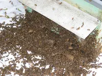 04.052018zünsler u.bienen 027.JPG