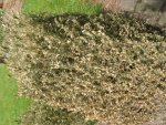 04.052018zünsler u.bienen 002.jpg