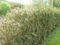 04.052018zünsler u.bienen 003.JPG