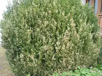 04.052018zünsler u.bienen 005.webp