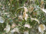 04.052018zünsler u.bienen 009.JPG