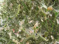 04.052018zünsler u.bienen 010.webp