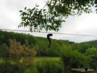 04.052018zünsler u.bienen 017.JPG