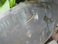 04.052018zünsler u.bienen 018.webp