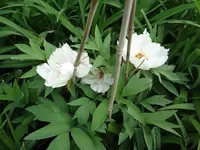 DSC02820.webp
