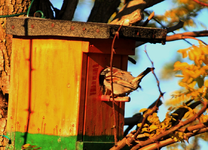 young sparrow bagging_900.webp