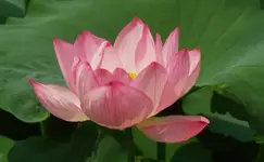 Screen Shot 2018-05-06 at 9.47.34 AM.webp