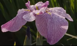 Screen Shot 2018-05-06 at 9.54.30 AM.webp