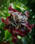 bunt13.webp