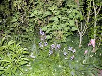 k-Johannesbeeren.webp