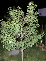k-P1130159.webp