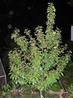 k-P1130160.webp
