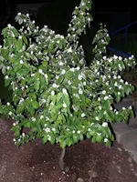 k-Qutiienbaum.webp