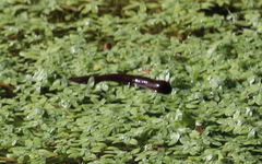 IMGkl0351.JPG