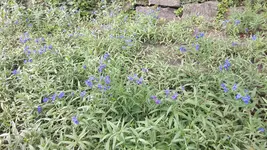 Blaue_Blume.webp