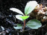 DSC02489.webp