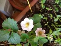 c038.webp
