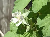 c040.webp