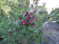 Weigeli.webp