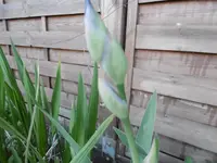 P1020377Schwertlilie.webp