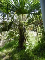 P1020373kleine Hanfpalme.webp