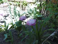 P1020370Tulpen.webp