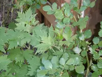 P1020369Rittersporn mit Knospen.webp