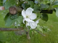 P1020392Apfelblüte.webp