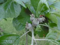 P1020391Apfel.webp