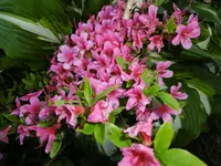 P1020390Azalee.webp