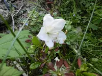 P1020389Azalee.webp
