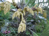 P1020387M Palme.webp