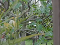 P1020385Meise.webp