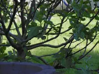 P1020381Meise.webp