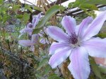 P1020394Clematis.jpg