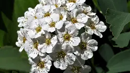 unbekannte.bluete_0004.webp