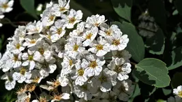 unbekannte.bluete_0005.webp