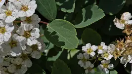 unbekannte.bluete_0006.webp