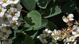 unbekannte.bluete_0007.webp